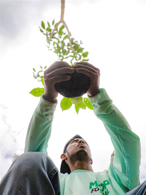 Presentan Plan Nacional De Reforestaci N El Metropolitano Digital