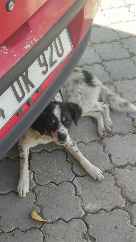 sokak köpekleri 1033702 uludağ sözlük galeri