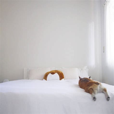 You Can Get A Pillow That Looks Like A Corgi's Butt And I Need It In My ...