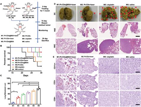 Antimetastatic Effects In T Tumorbearing Balb C Mice A Schematic