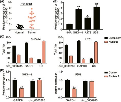 Circular Rna Hsa Circ 0000285 Regulates The Microrna‐599 G‐protein