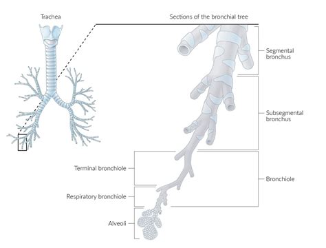 Respiratory Bronchioles Labeled