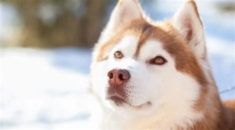 Mezcla De Husky Siberiano Malamute De Alaska Informaci N Sobre La Raza