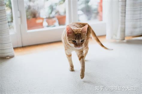 猫咪为什么突然满屋子“疯跑”？原来是有这些原因 知乎