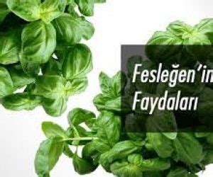 FESLEĞENİN FAYDALARI NELERDİR Sagliklimiyim