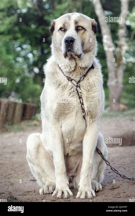 Alabai Central Asian Shepherd Dog Breed Complete Guide 45 Off