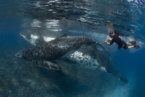 Swimming With Gentle Giants Tour Arrival Of The Humpbacks Fully