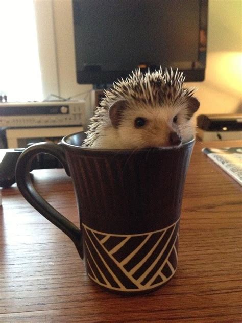 Hedgehog In A Coffee Cup So Cute Cute Hedgehog Cute Coffee Lover