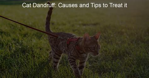 Cat Dandruff: Causes and Tips to Treat it - Harness Hug