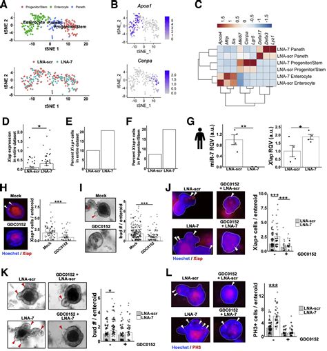 Enteroendocrine Progenitor Cellenriched Mir Regulates Intestinal