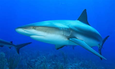 The 10 Most Harmless Sharks in the World - A-Z Animals