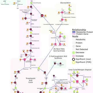 Integrated Networks Of Lung Adenocarcinoma Depicting The Relationship