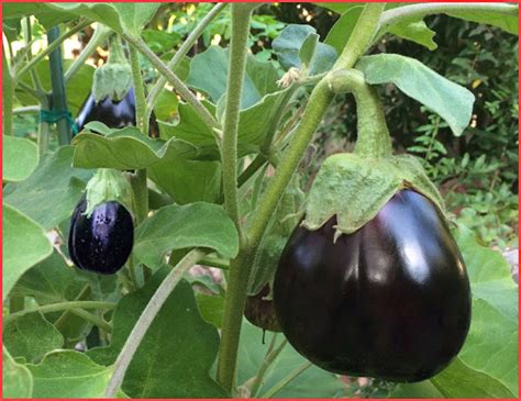 S T R A V A G A N Z A Eggplant Domestication History And Genealogy