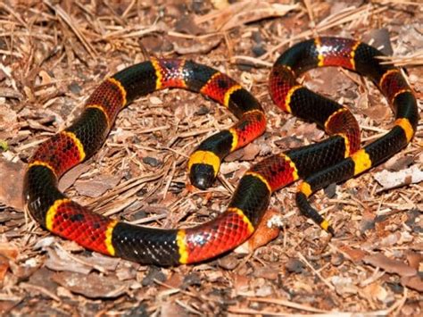 7 Dangerous Venomous Snakes In Bali What You Need To Know Travel