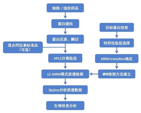 Prm靶向蛋白组学的关键步骤：重组蛋白质的n端测序技术 哔哩哔哩