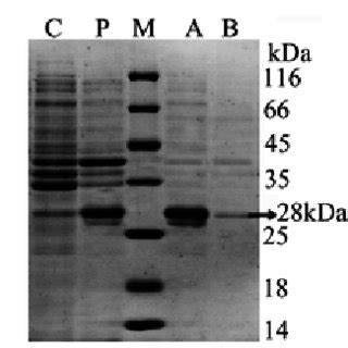 SDS PAGE Analysis Of E7 STxB Expression In E Coli BL21 DE3 Under