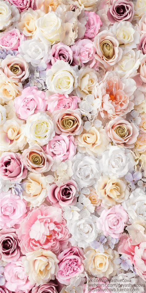 Pastel Roses Wallpapers Top Free Pastel Roses Backgrounds