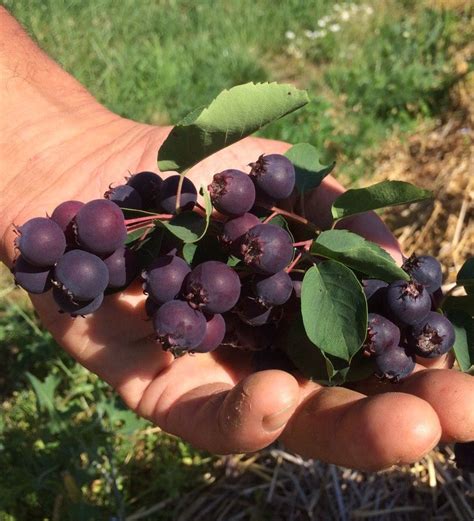 Батьків Cад - саджанці ягідних, фундука та декоративних рослин