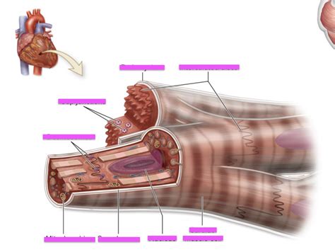 Cardiac Muscle Diagram Diagram | Quizlet