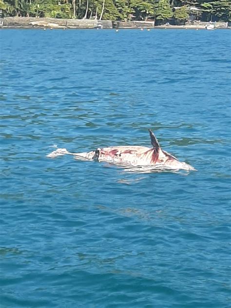 Golfinho é encontrado morto em Ilhabela SP Vale do Paraíba e Região G1