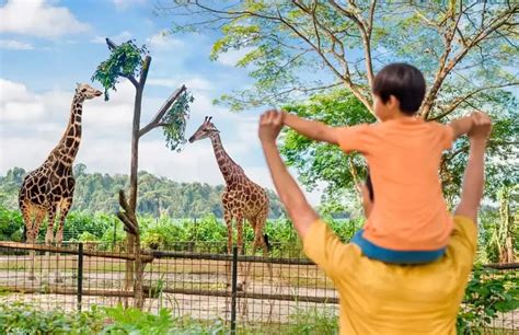 Singapore Zoo Tickets | My Singapore Tours