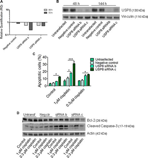 Frontiers The Deubiquitinase Usp Regulates Ovarian Cancer Cell