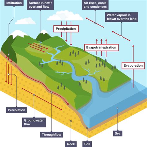 A Level Geography Topic A Bk Water And Carbon Cycles Diagram