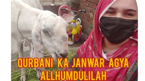 Qurbani Ka Janwar By Noorrizwan Vlog Qurbani Ka Janwar By