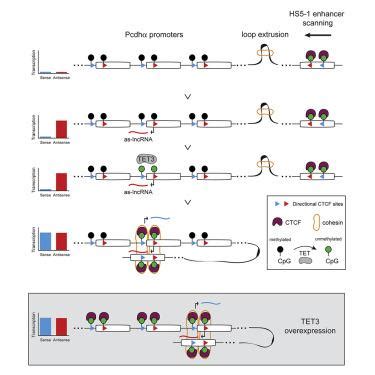 Antisense LncRNA Transcription Mediates DNA Demethylation To Drive