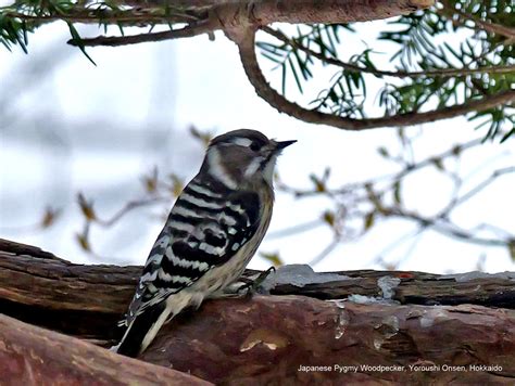 Japanese Pygmy Woodpecker Japanese Pygmy Woodpecker Yorou Flickr