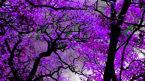 Beautiful Purple Blossom Flowers Tree Branches Hd Purple Wallpapers