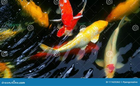 Peixes Bonitos E Coloridos Da Carpa De Koi Do Japon S Foto De Stock