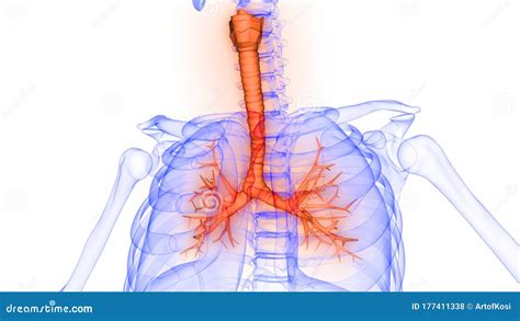 Longen Een Deel Van De Anatomie Van De Menselijke Luchtwegen Xray 3d