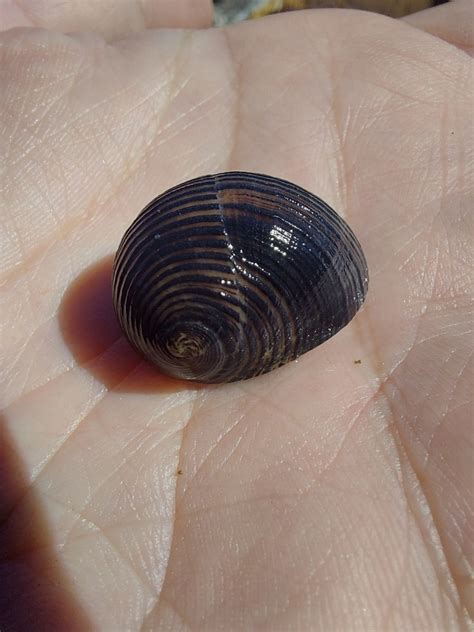 Lined Nerite From Tin Can Bay QLD 4580 Australia On July 6 2023 At 12