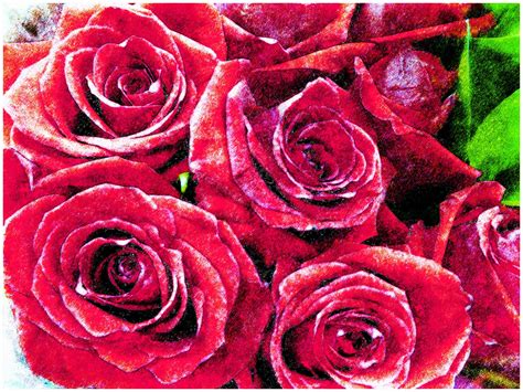 Red Roses Background Free Stock Photo - Public Domain Pictures