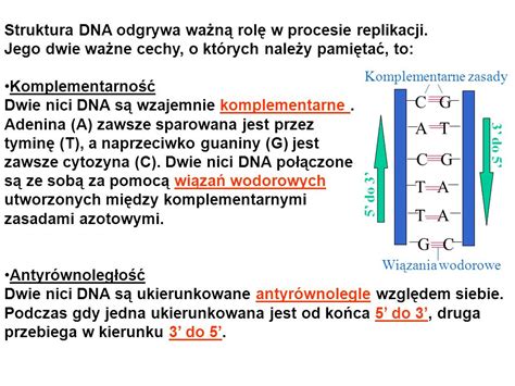 Biologia Nauka O Yciu Budowa I Funkcje Kwas W Nukleinowych