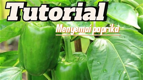 Tutorial Menyemai Paprika Sampai Pindah Tanam Youtube