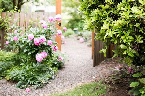 Pink Peonies To Grow And Enjoy (With Pictures) - Green Garden Cottage