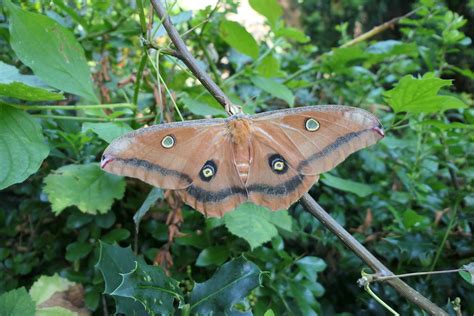 Antheraea Montezuma Female Saturniidae Antheraea Montezu Bart C