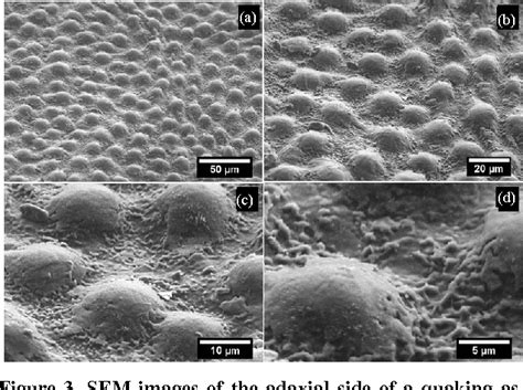 Figure From Influence Of Weather Conditions On The Surface Morphology