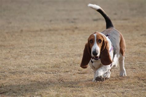 11 Surprising Facts About Basset Hounds The Dog People By