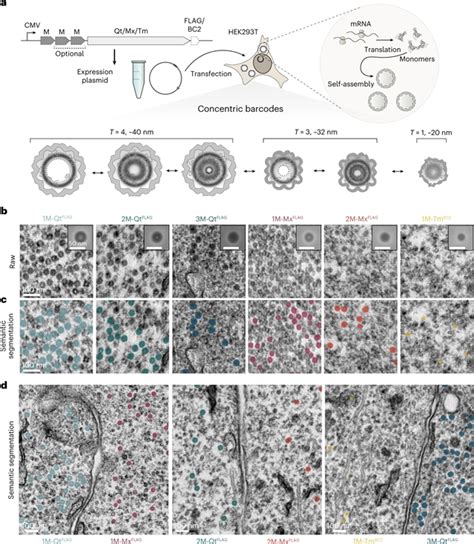 用于相关体积电子显微镜的基因编码条形码—小柯机器人—科学网