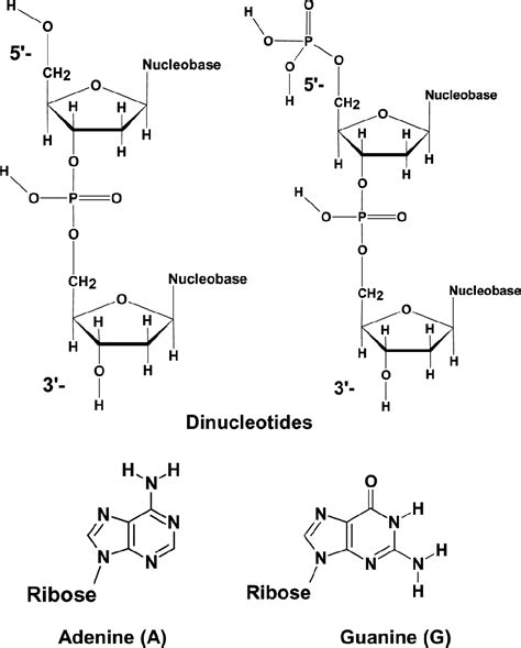 Figure From Gas Phase Hydrogen Deuterium Exchange Of Dinucleotides