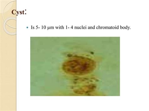 Non Pathogenic Amoebapptx