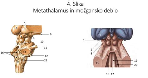 metathalamus in možgansko deblo Diagram | Quizlet