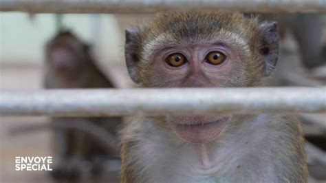 VIDEO Des macaques sacrifiés pour la recherche biomédicale où en