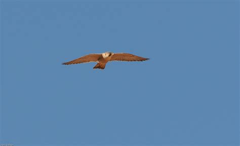 Barbary Falkon Berberfalk Falco Pelegrinoides Erg Cheb Flickr