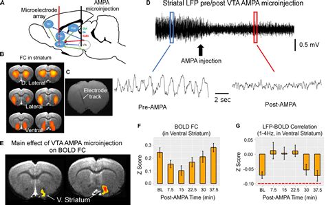 Frontiers Origins Of The Resting State Functional Mri Signal