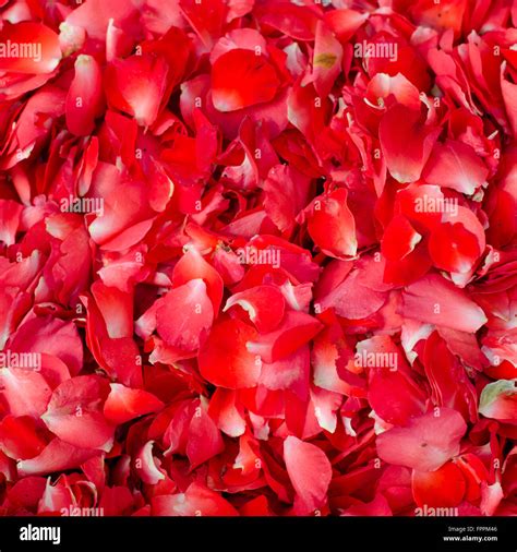 rose petals background Stock Photo - Alamy