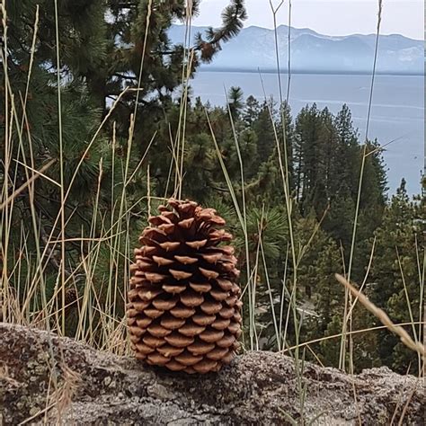 Pine Cones Etsy